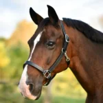 Triple stitched Halter-Horse