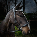 Horse Bitless Bridle