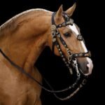 Horse Western Bridle